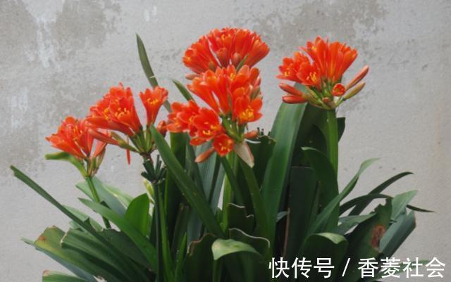 君子兰|君子兰开花有4把“锁”，明白人逐一打开，想不开花都很难