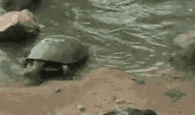 |搞笑GIF段子:其实这样的饭局我是不愿来的,拗不过同事们非要我来