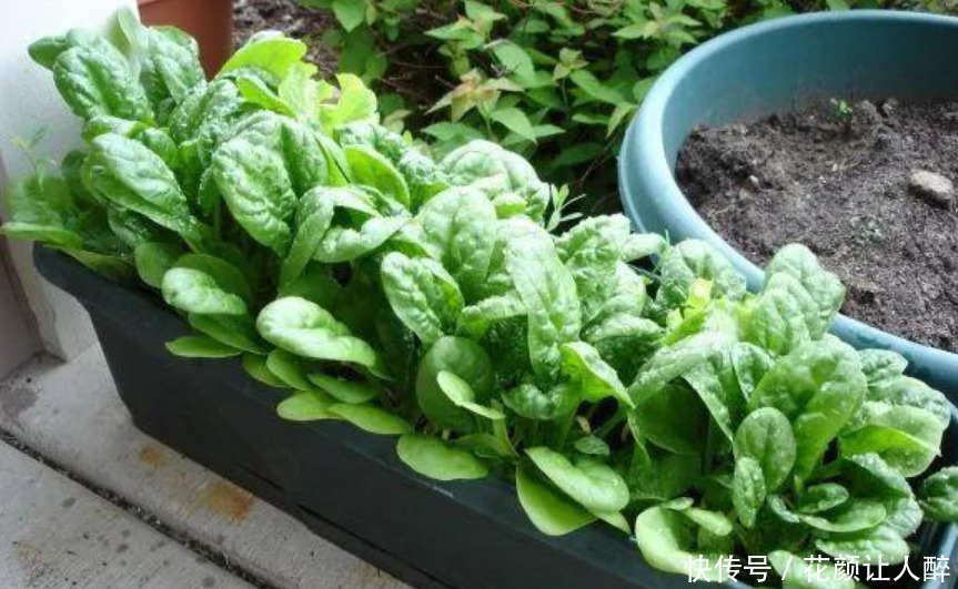 “5种菜”种阳台,好养又漂亮,天天采摘新鲜菜,一年不用买来吃
