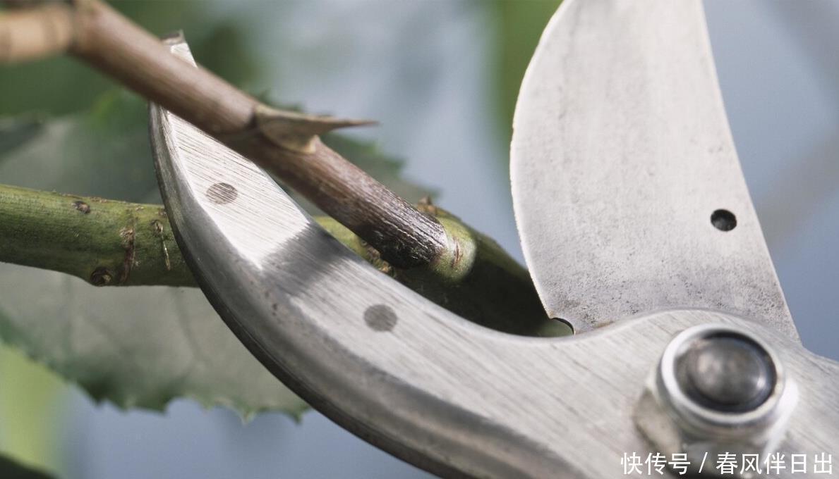 买年宵花时，遇到这5种，再便宜也不买，别不听劝