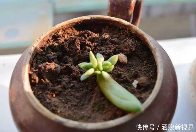 叶插|别人扔的多肉,他非要捡,最后照样也能养爆盆!