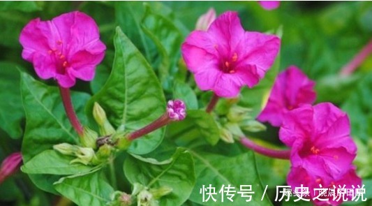 妇科病|十个女人九个妇科病，用此物泡水喝，面色红润了，子宫越来越干净