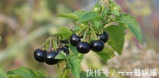 发育不良|路边黑黑甜甜的小果实,竟有如此效果,真是不敢相信,建议收藏