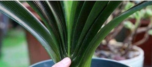 君子兰也分公母？养10年也不开花，根源在这里