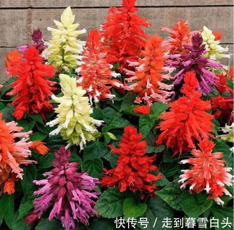 3种花好养又漂亮，花朵大花期长，喜庆又好养，满屋飘香！