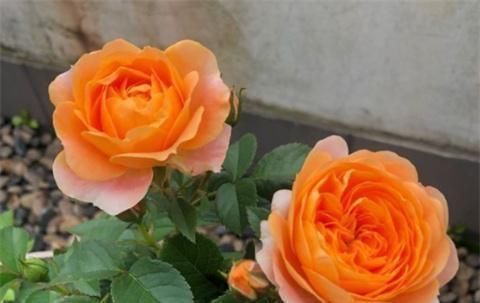 月季|养月季,用土方法,窜出新芽,枝繁叶茂开花多