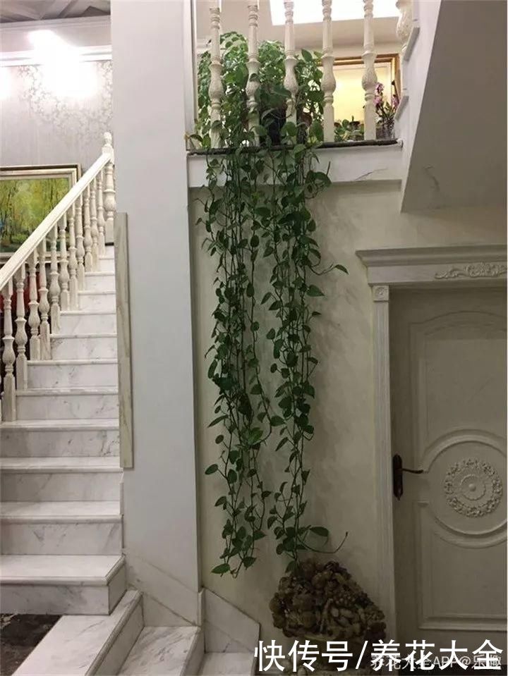 生根|6种花夏天扦插，枝条剁8段、撒土里，3岁小孩都能插活