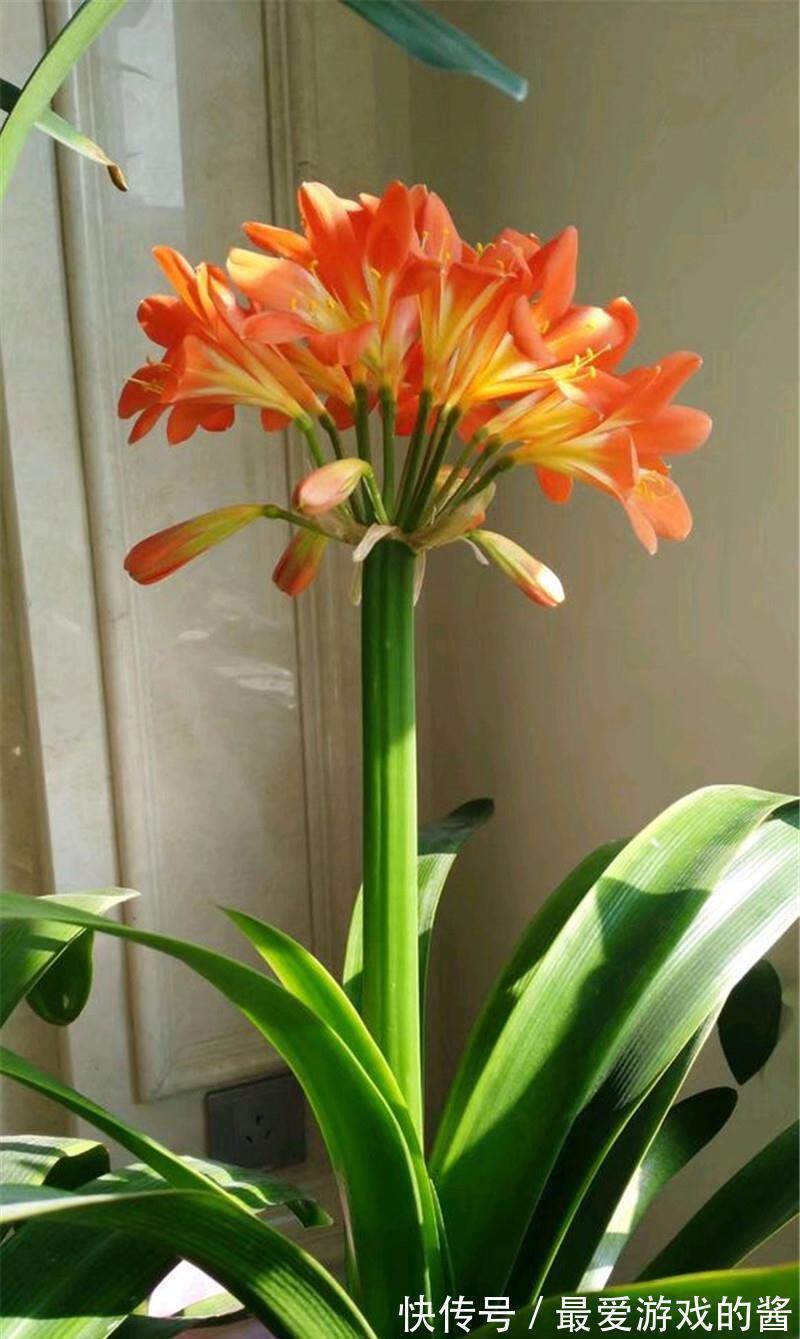 10大吉祥花,好养又高档,家里养一盆,有花有果招财又旺家