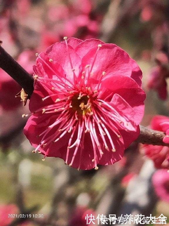 古代|古人喜欢的花,一直传承至今,每一种都超有气质