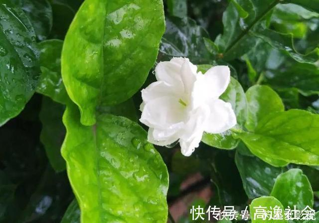 人养花,花也养人,这15种花,越养家里越干净