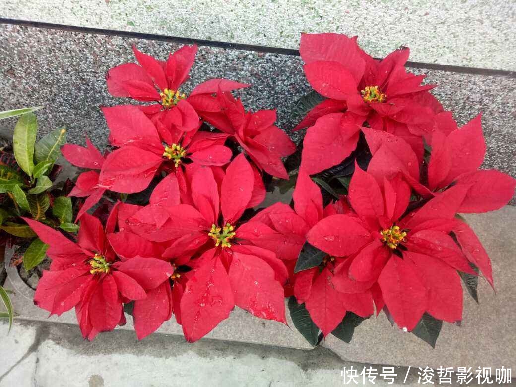 花友们|“5种”有毒花别乱养,换盆要戴手套,小心皮肤红肿