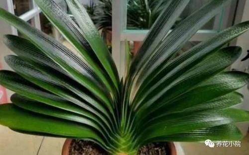君子兰叶子瘦小,不长新叶,4个方面多注意,很快恢复旺盛