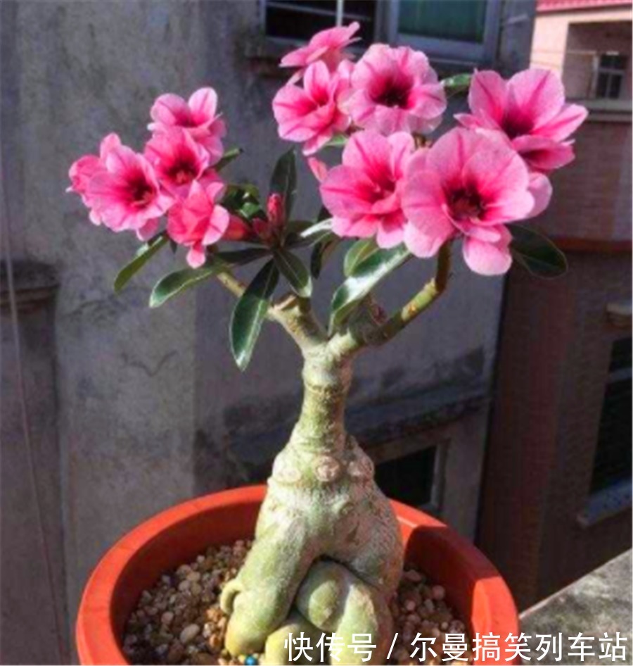 最怕积水的4种“开花之王”，懒人养护开花多，学会了四季有花赏