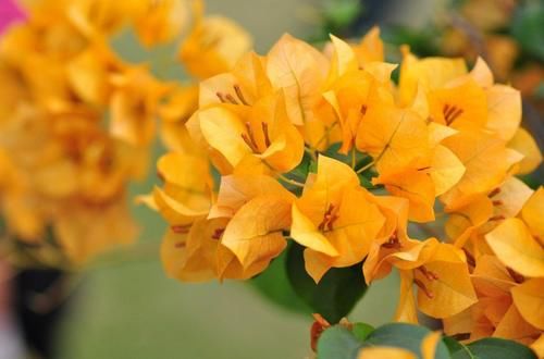 三角梅越冬困难，掌握几个小技巧，就能安全越冬，减少冻伤