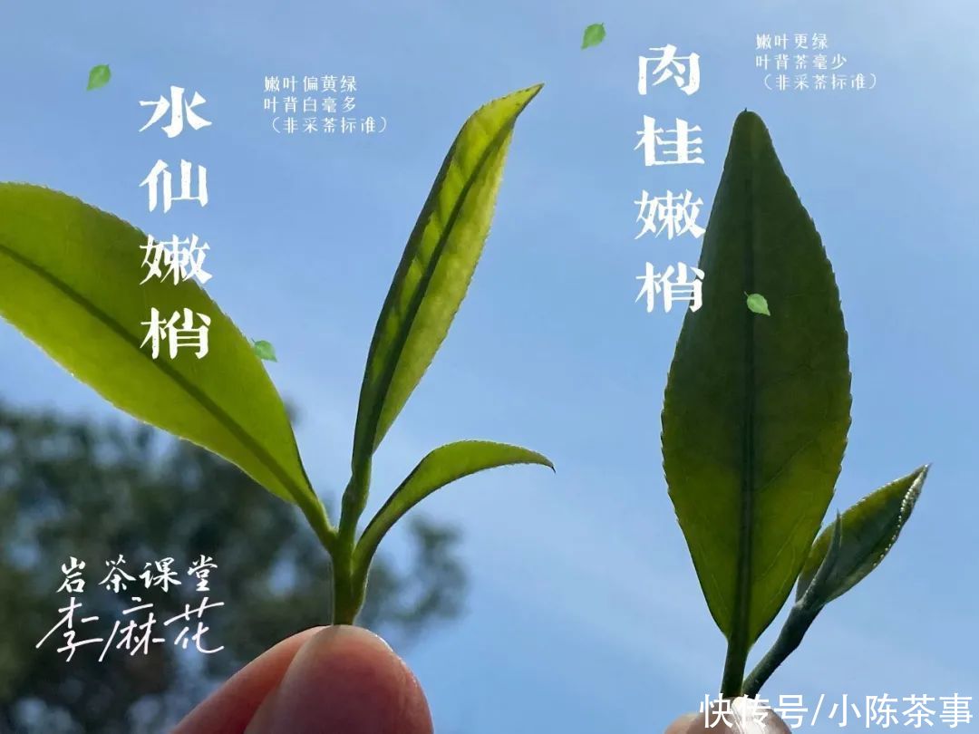 慧苑|我在武夷山“捡漏”，采到一泡小牛肉岩茶，味道如何？