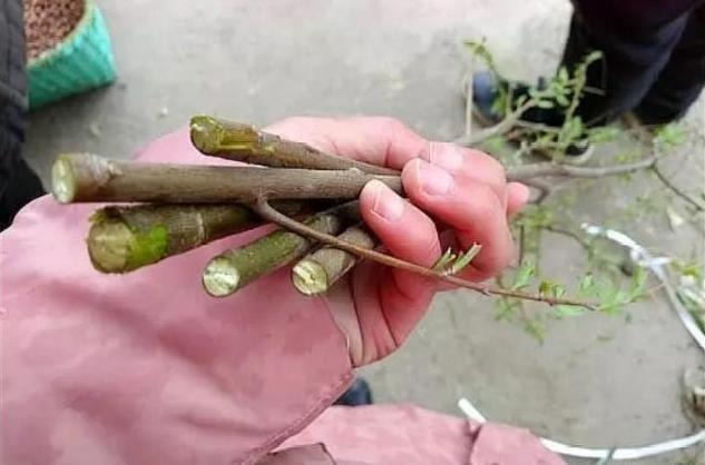 土壤|往盆里埋点“它”，啥花都能长好，土壤板结问题分分钟解决，实用