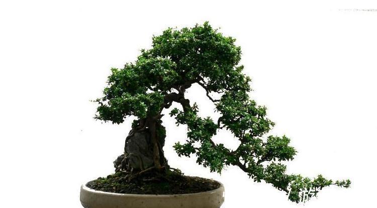 树桩盆景换盆换土学会这几招，让你养的枝繁叶绿