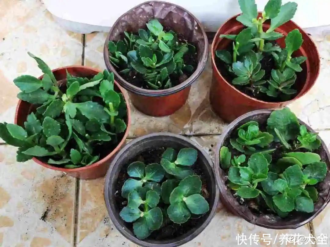 天竺葵|7种花养老桩不好，多扦插、养嫩苗，才能年年开花