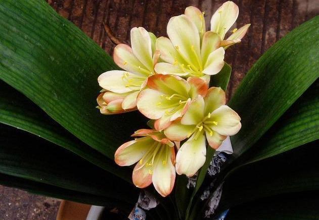 夏季养君子兰,这3个“禁区”别触碰,保证度夏无忧,轻松爆盆