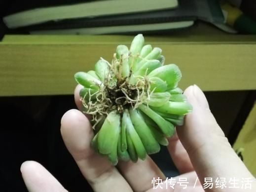 裸根多肉|换盆不做这件事,就等于白换了,一年也不长个