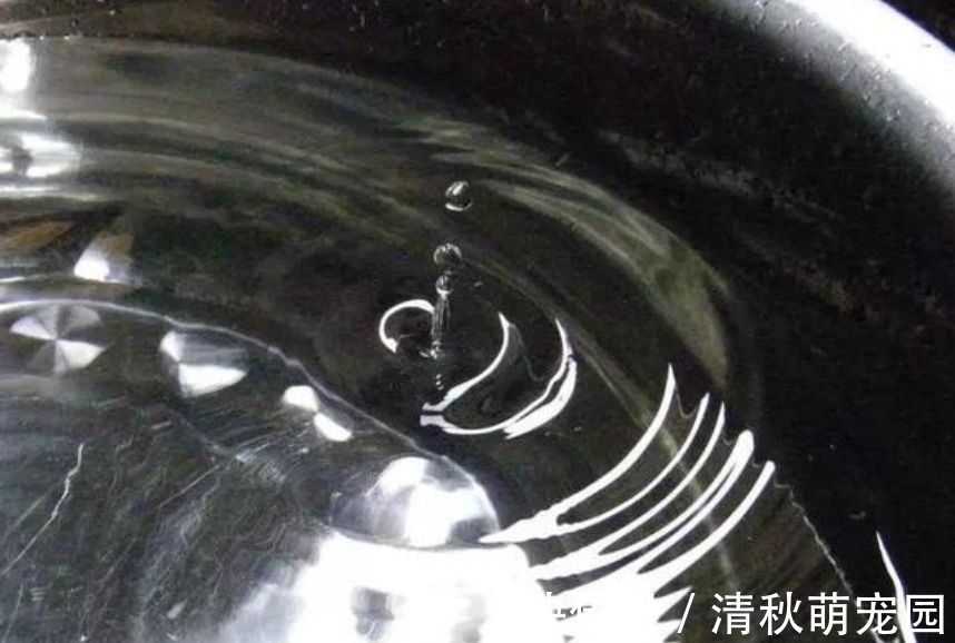 雨水|浇花用什么水好？自来水、雨水、生活废水，哪个更合适？