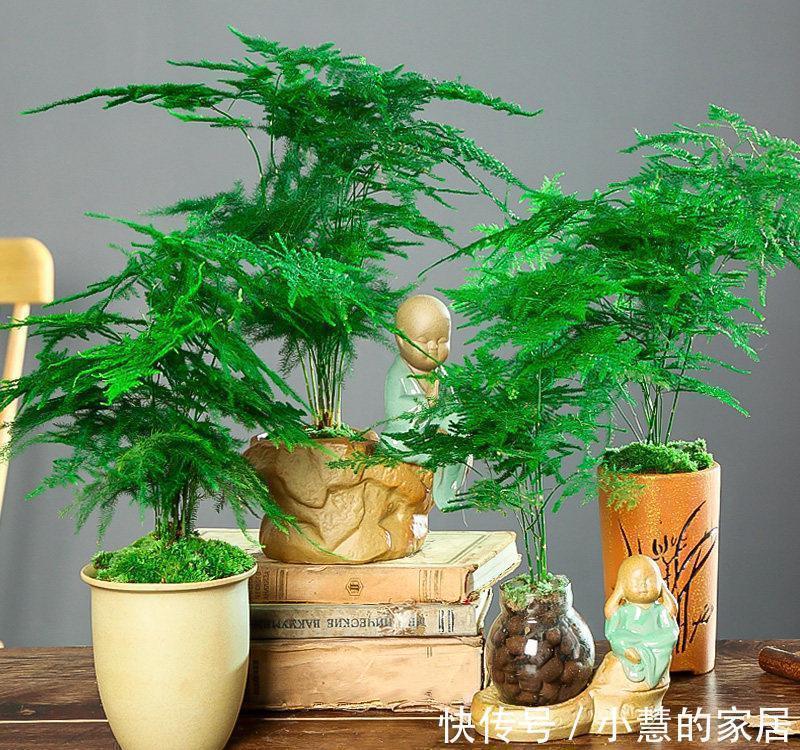 复合肥|公认的“12种耐阴花”，有点散光就能长，花叶俱美有格调