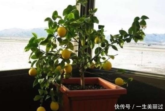 有“3种果核”不要扔,留下一点栽盆里,7天就发芽,来年结果旺盛