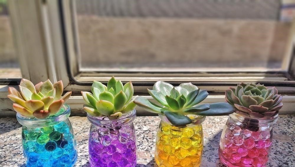 多肉可以不用土养,买几个玻璃瓶,装满水,养多肉很漂亮