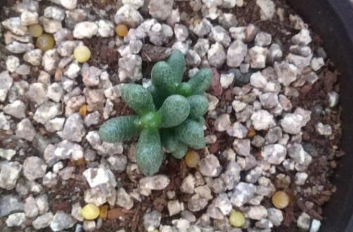 养多肉绿龟之卵，摸清这些，叶子水灵灵、翠绿欲滴