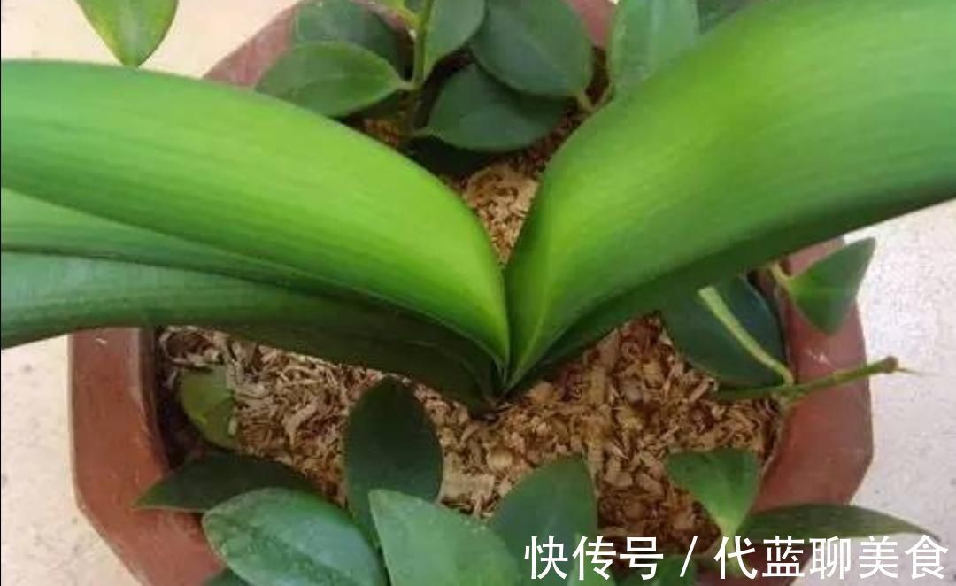 家中养花,盆土容易结板,掺入4种“材料”,松软透气养分丰富