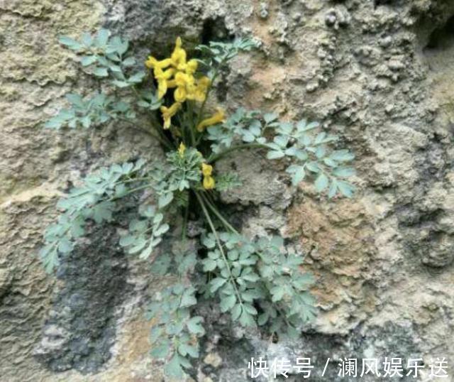 悬崖边的1种“草”,闻着虽然“臭”,1斤却卖“60元”,价值高!