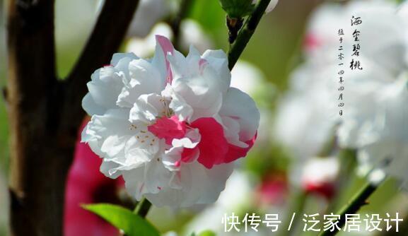 爆盆|9月12日-9月28日，庭院选这几款花，花色繁多易爆盆，飘香十里