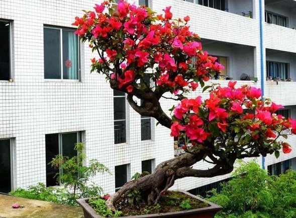 时间|这3种“植物”,一个月不浇水,反而蹭蹭长,最适合懒人养花