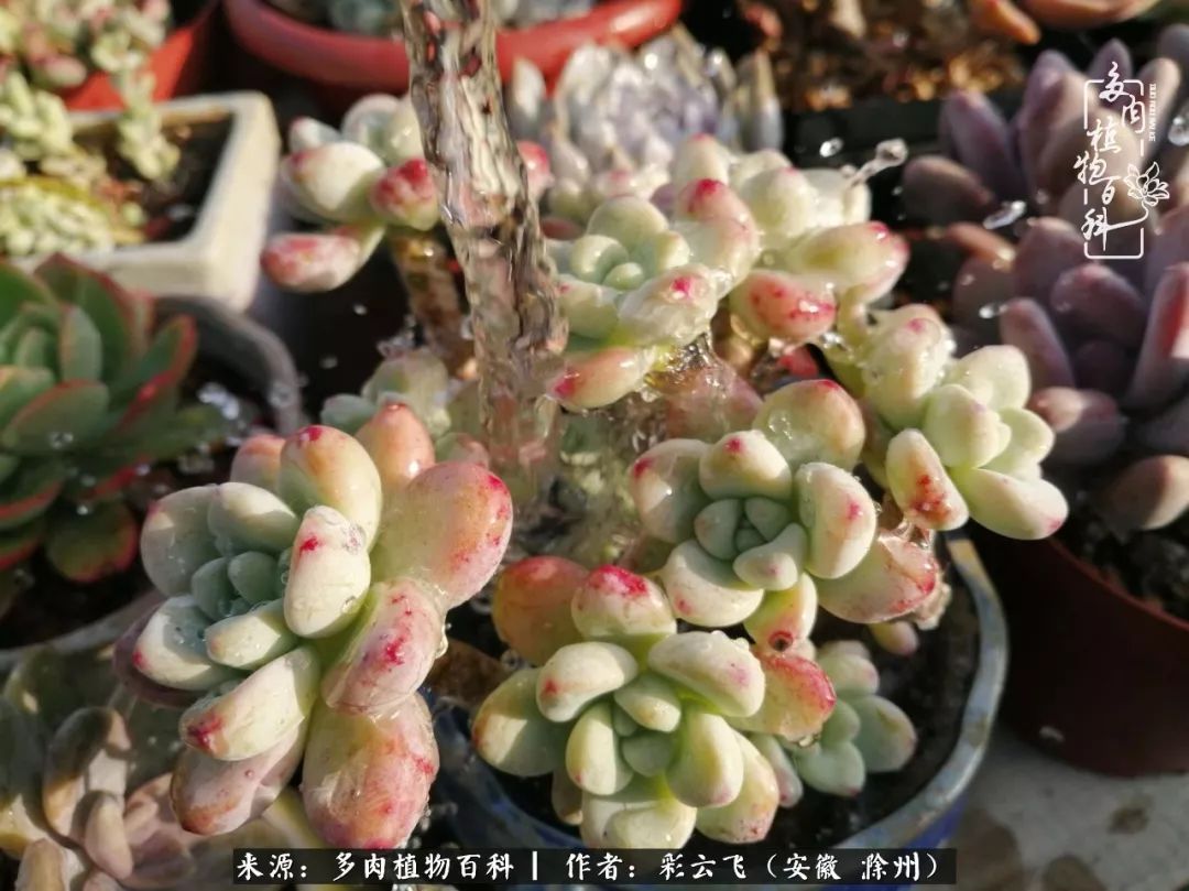 浇水后的多肉，照片秒变“照骗”！却被“骗”得很开心！