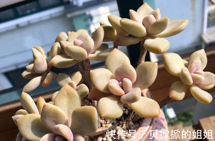 一棵长得很妖娆的多肉冬美人,是随它自然生长还是怎么处理好呢?