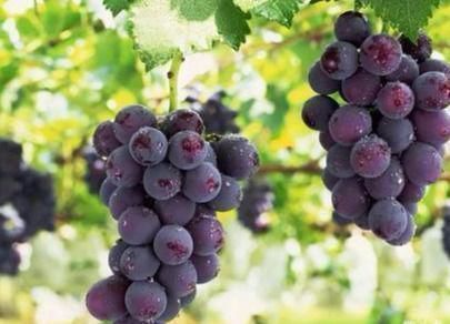 维生素c|晚上吃四种水果,可以祛湿安眠 经常失眠的人进来看看