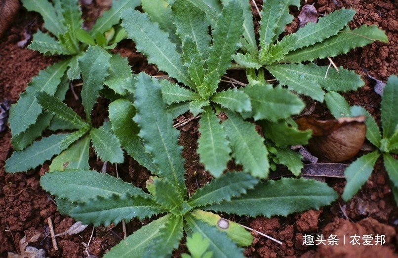 满身|农村一种满身是刺的野草,随处可见也不值钱,在城里却是稀罕货!