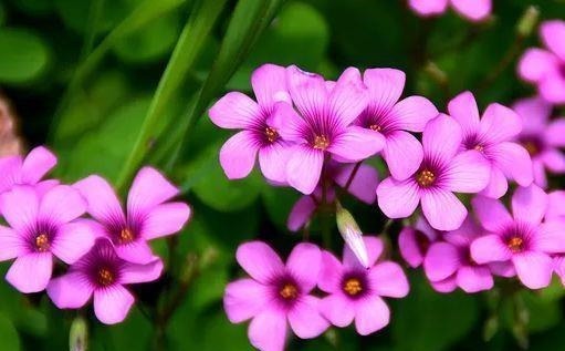 开花最香的5种花,家里养一盆,满屋飘香,养庭院,十里飘香