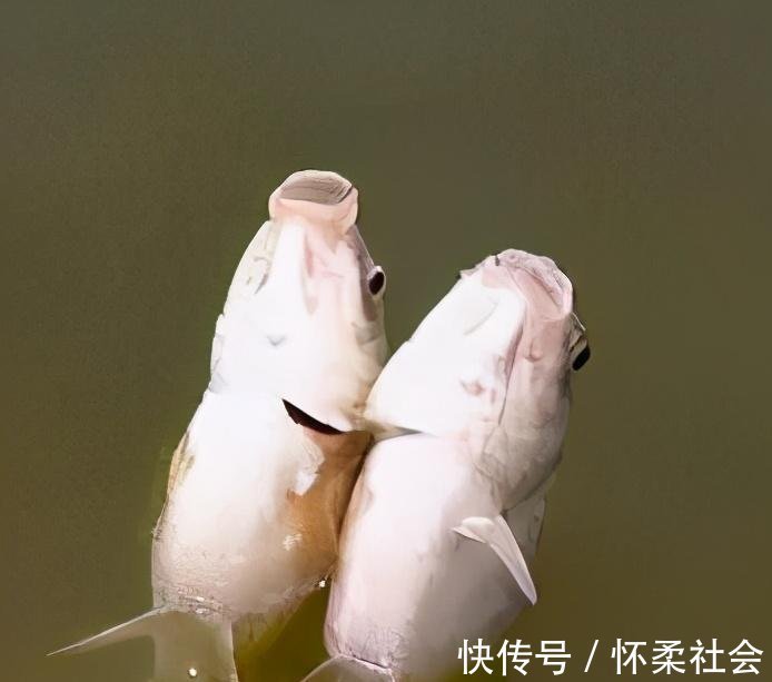 自制|钓鱼自制饵料配方详解!诱鱼迅速,大鲫大鲤!