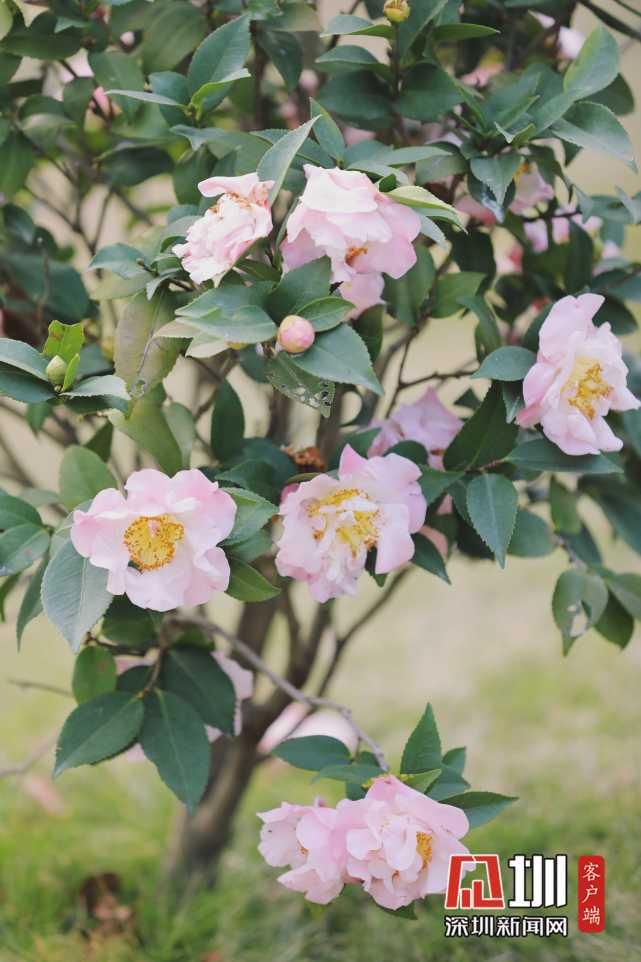 繁花绽放装点光明 一步走进春天里