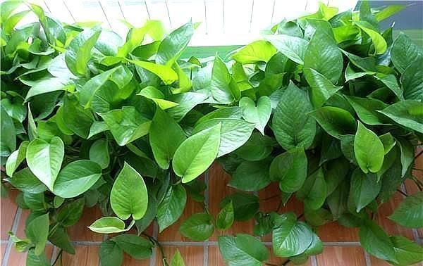 淘米水|养花土“板结”,2种“水水”浇盆里,土壤疏松透气像“面包”