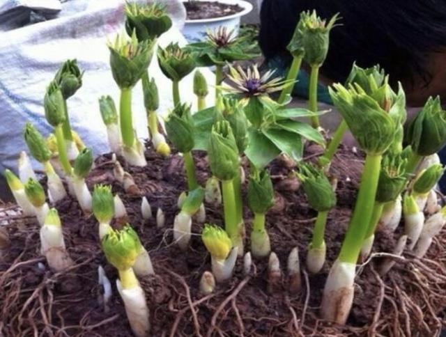 竹子下的1种“杂草”,看到别去踩,晒干后1斤“500元”,珍贵