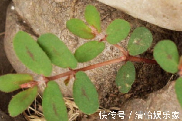 小花草|农村随处可见的“卧蛋草”，外形像马齿苋，如今是一味珍贵药材！