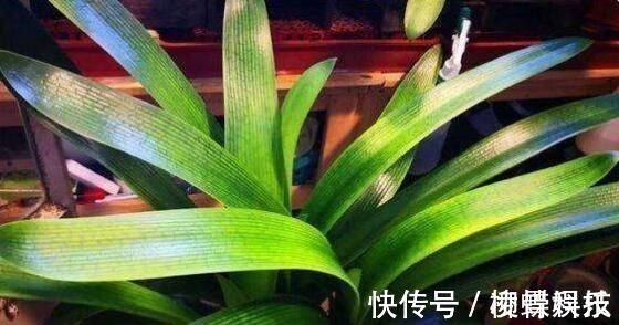 君子兰是多晒好,还是少晒好很多人弄反了,难怪黄叶不开花