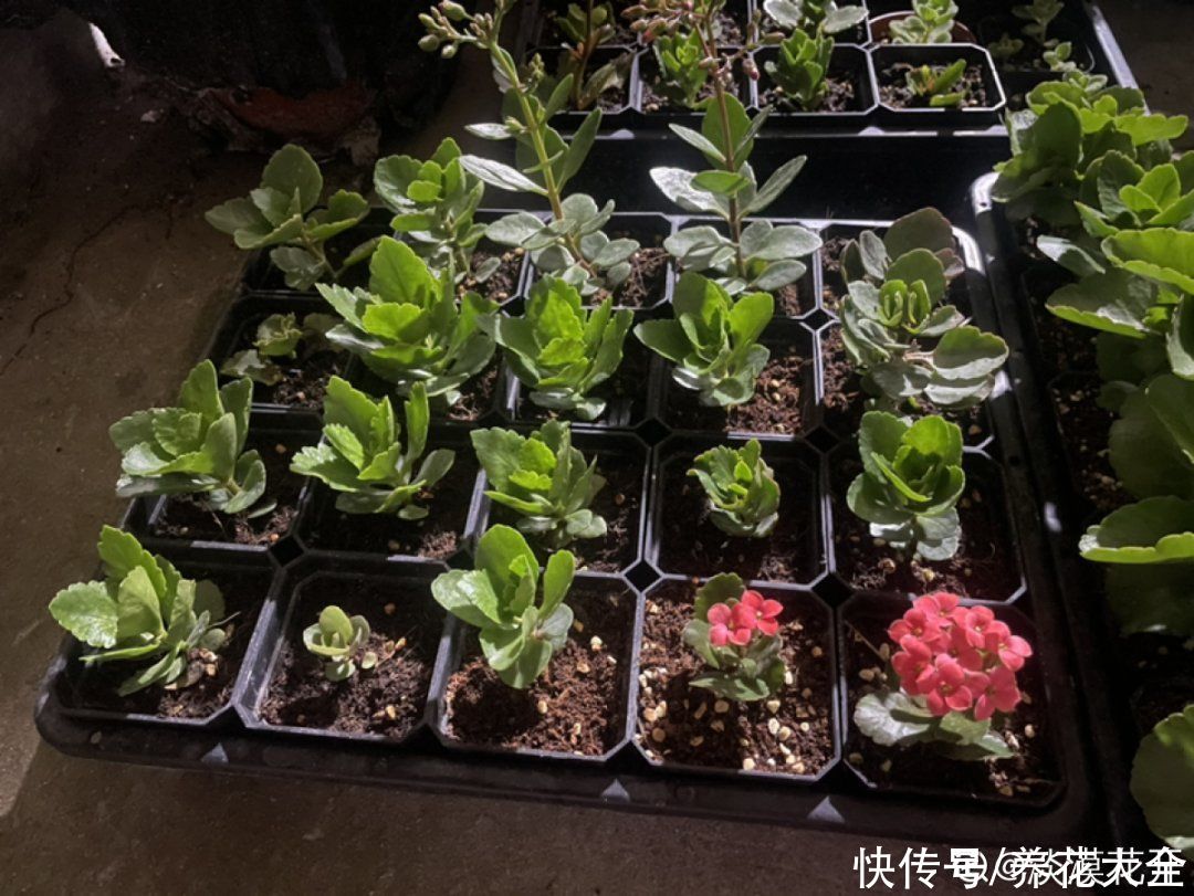 天竺葵|7种花养老桩不好，多扦插、养嫩苗，才能年年开花