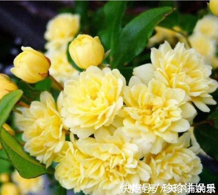 3种漂亮花,花朵大花期长,一年四季开花不断,花朵姿态万千,美