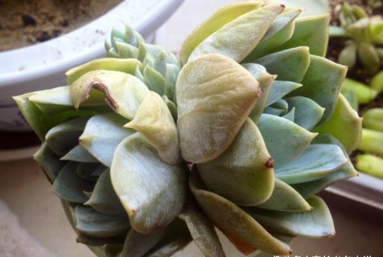 茎秆|多肉茎秆断了想还原是不可能的,但会操作的话可以多得一棵多肉