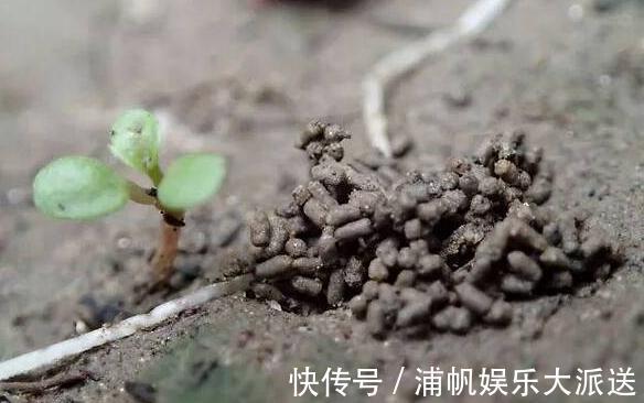 维生素c|家庭养文竹,用对这3样东西,根叶越长越旺盛繁茂