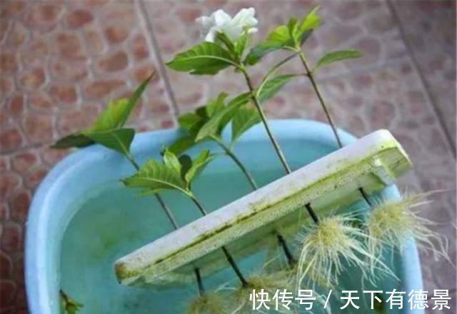 绿萝|一场秋雨一场寒，秋雨后适合扦插6种花，爱生根，爱生长