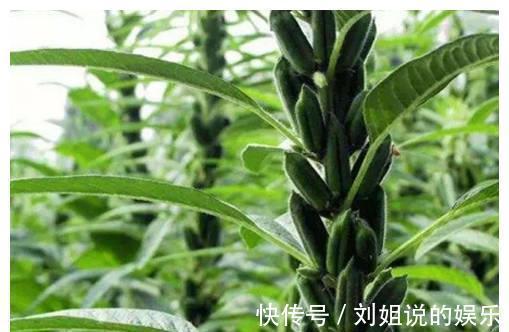 维生素e|这些食品非常适合多囊卵巢患者备孕食用,推荐指数五星